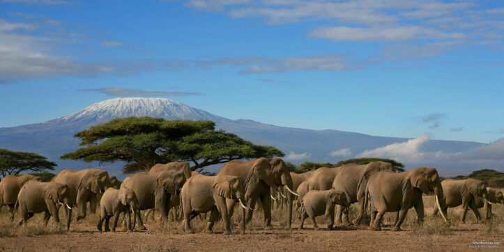 big five-safari-tours